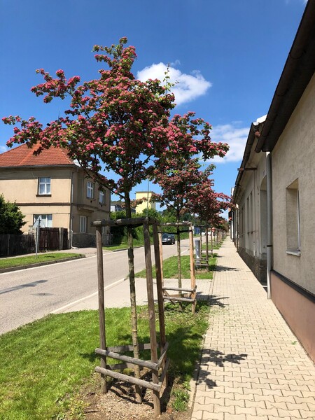 Nově vysázená alej.