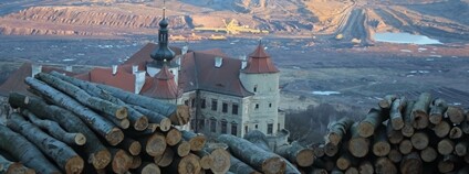 Greenpeace žádá ČIŽP, Ústecký kraj a MŽP, aby zastavily devastaci vzácných bukových lesů u Horního Jiřetína