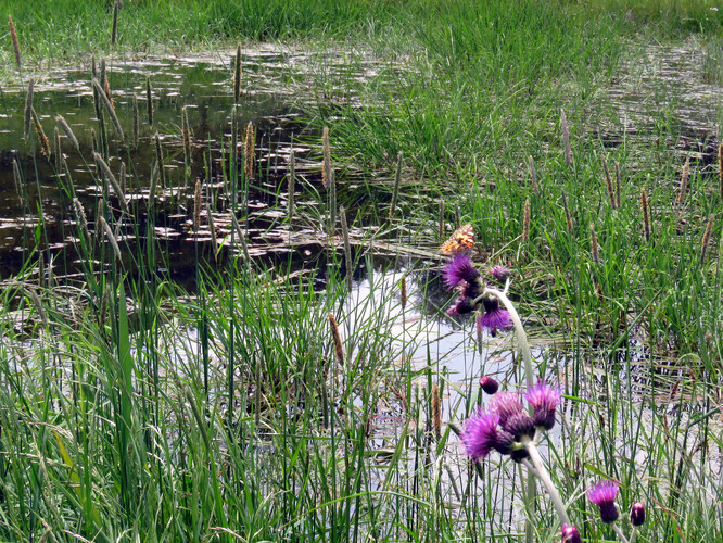 Jedna z tůní nově vybudovaných na Zdoňovsku.