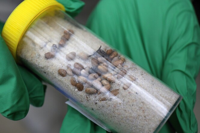 Vajíčka stašilky humří