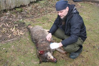 Zoolog Pavel Hulva odebírá vzorek pro genetickou analýzu.