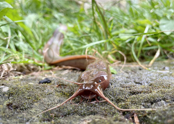 Keříčkovci jsou známí svými dlouhými exkurzemi na souš. Umí totiž dýchat vzduch.