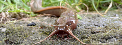 Foto: Zuzana Musilová