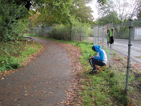 Úprava lesoparku spočívala především ve vykácení starých, přežilých stromů.  Ilustrační foto.