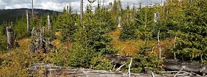 smrky na Šumavě Foto: Štěpán Rosenkranz / NP Šumava