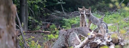 Vlčata narozená na jaře 2019 na česko-slovenském pomezí.