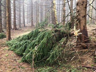 Smrky se zlomenou špičkou jsou pro kůrovce ideální zastávka.