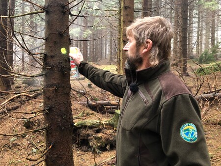 Porazit a odvézt se smějí jen stromy označené lesníky.