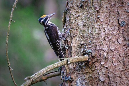 Datlík tříprstý je středně velký druh šplhavce (21–24 cm). Je podobný strakapoudu velkému, ale je bez červeného zabarvení. Na tvářích má široké černé pruhy, záda jsou bílá s jednotlivými černými skvrnami. Po stranách těla je silně příčně proužkován. Samec má citronově žluté temeno, samice má temeno šedé. Je stálý a celý život tráví v jednom páru.  Hnízdí jednou ročně v dubnu až květnu v hnízdní dutině, kterou si sám tesá. Samice snáší 3–4 bílá vejce, na kterých sedí oba rodiče. Ti se také starají i o vylíhlá mláďata, která dospívají po 2 měsících. Potravou jsou různé druhy brouků, motýlů a mravenců.