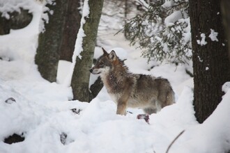 Při chůzi vlk klade zadní nohu do stopy přední, stopy jsou tak v jedné linii a vlk tzv. čáruje.
