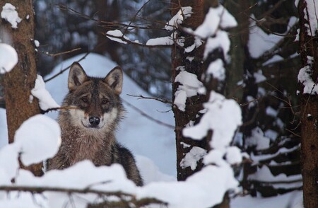 Vlk obecný je největší psovitá šelma. Na první pohled je podobný německému ovčáckému psu, ale má špičatější a širší hlavu, šikměji postavené oči, kratší, trojúhelníkovité uši, volně svěšený ocas a odlišné držení těla.