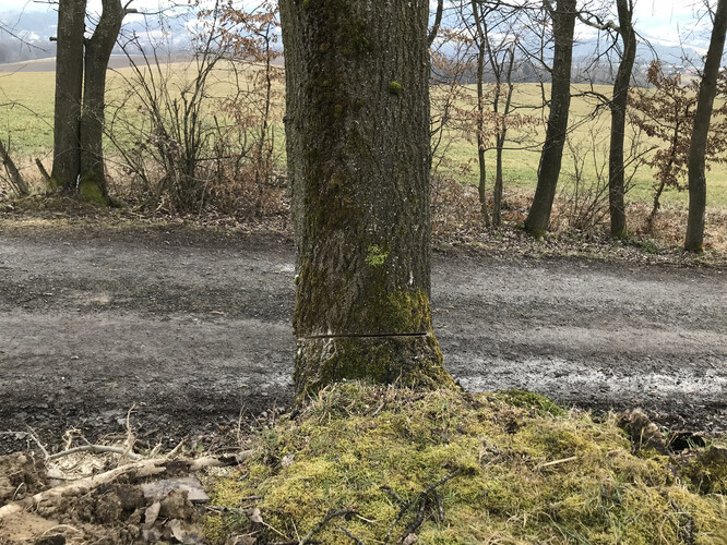 "Ten kdo ty stromy poškodil, jednal v naprostém souladu se zájmy investora a realizátora akce," komentuje čin vsetínský zastupitel Tomáš Husa.