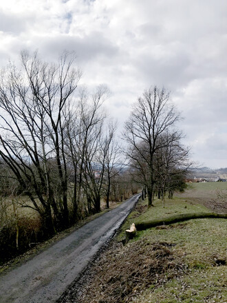 Alej v Zašové na Vsetínsku.