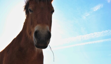 Extrémní sucho v západoamerickém státě Arizona způsobilo pohromu na území indiánského kmene Navajů. Uhynulo tam stádo čítající více než sto divokých koní, kteří marně hledali vodu ve vyschlém jezeře. / Ilustrační foto