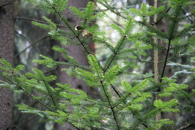 Přirozená obnova jedle v lese na Klokočné.