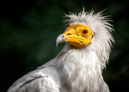 Vypouštění supů mrchožravých odchovaných v lidské péči probíhá v Bulharsku čtvrtým rokem.