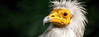 Foto: Miroslav Bobek / Zoo Praha