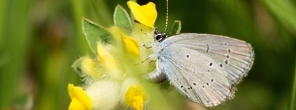 Modrásek nejmenší Foto: Martina Kišelová ČSOP