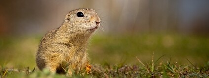 Sysel obecný Foto: Irena Schneiderová AOPK ČR