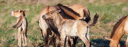 Foto: Miroslav Bobek / Zoo Praha