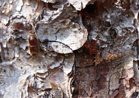 Senát asi schválí beze změn novelu lesního zákona, která má mimo jiné urychlit a usnadnit boj s kůrovcem.  Ilustrační snímek kůrovce