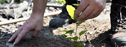 Foto: Lesy České republiky