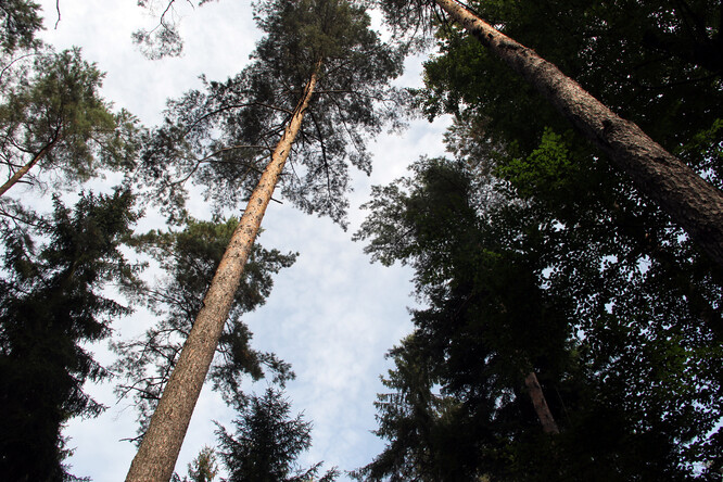 Světlo jako způsob výchovy lesa.
