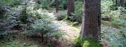 Les Klokočná. Foto: Zdeňka Kováříková / Ekolist.cz