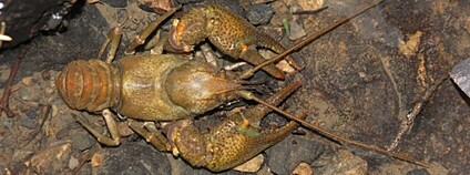 Rak kamenáč Foto: MŽP ČR