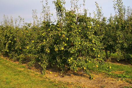 Moderní výsadby zaručují vysoké sklizně pohledově atraktivního ovoce. Jejich hodnota pro krajinný ráz a podporu volně žijících živočichů i rostlin je však nízká.