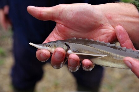 Jeseter malý (na obrázku) je nejmenším druhem dunajských jeseterů. Žije po celý životní cyklus pouze ve sladké vodě, a to bez potřeby migrovat do Černého moře.