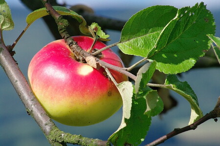 Tento mapový nález se zatím nepodařilo určit. Odrůdu vedeme pod pracovním názvem Větrné ploché a je zařazena do průzkumného záchranného sortimentu. Doufáme, že časem nalezneme někoho, kdo bude schopen říci, jak se odrůda nazývá.