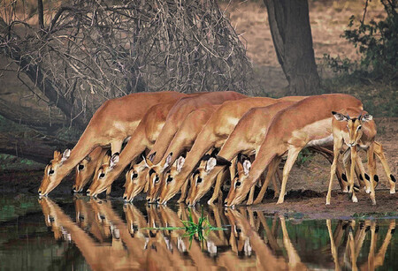 Nové škatulky totiž dávaly mnohem plastičtější představu o tom, jak na tom přežvýkavci v Africe jsou. / Ilustrační foto
