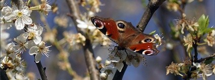 Babočka paví oko Foto: Mezinárodní ochranářská skupina JARO