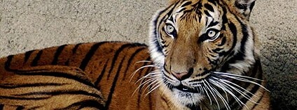 Foto: Kabir Bakie / Wikimedia Commons