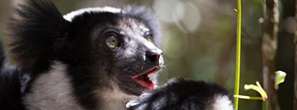 Lemur indri indri Foto: Michael Sale Flickr
