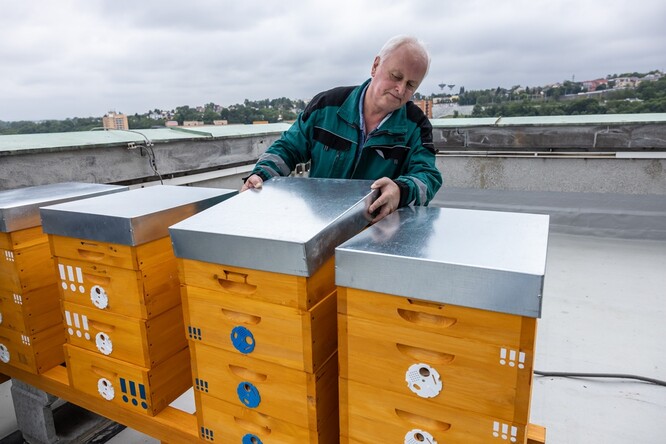 Instalace včelích úlů na Nové radnici v Ostravě.