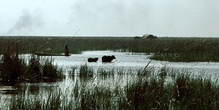 Oblast mokřin rozkládající se na rozloze 20.000 kilometrů čtverečních ohraničují řeky Eufrat a Tigris. / Na ilustračním snímku irácké mokřady v minulosti