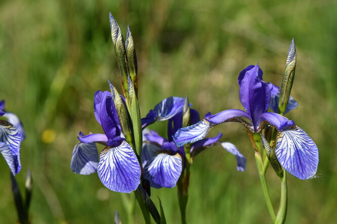Květy kosatce sibiřského.