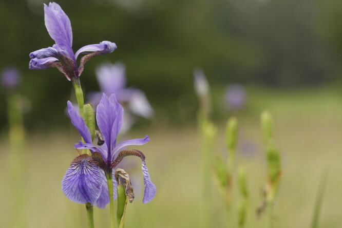 Květy kosatce sibiřského.