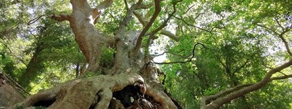 Tisíciletý platan v Itálii Foto: treeoftheyear.org