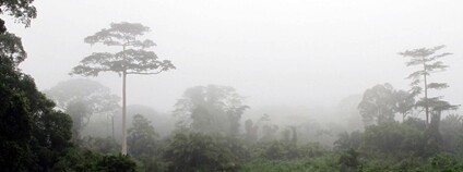 Národní park Taï v Pobřeží Slonoviny Foto: Dr. Alexey Yakovlev Flickr