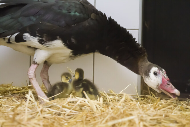 Pižmovky ostruhaté patří k největším africkým husám, samci mohou vážit až kolem sedmi kilogramů, samice jsou výrazně menší.
