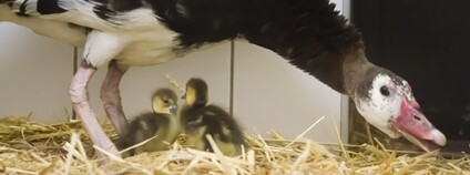 Pižmovka ostruhatá Foto: Safari Park/Facebook