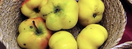 Vánoční výstava starých odrůd Foto: ČSOP