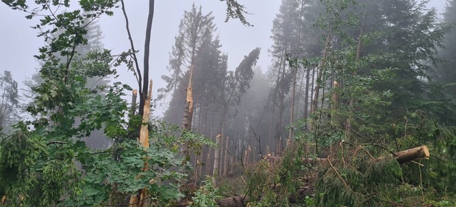 Kalamita v lesích v katastrálním území Mostů u Jablunkova.