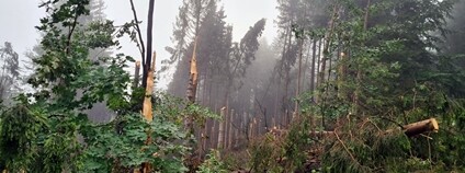 Kalamita v lesích v katastrálním území Mostů u Jablunkova Foto: Lesy ČR