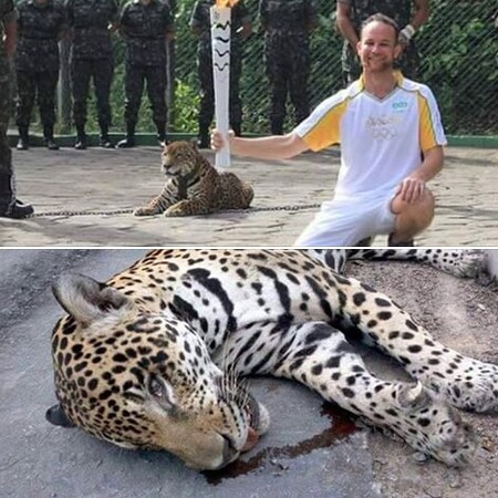 Jaguár Juma při pochodňovém ceremoniálu.