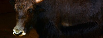 Jak domácí Foto: Juan Mercader Flickr