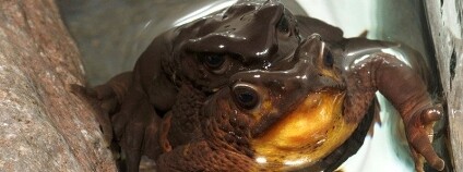 Foto:LuisA. Coloma / Centro Jambatu